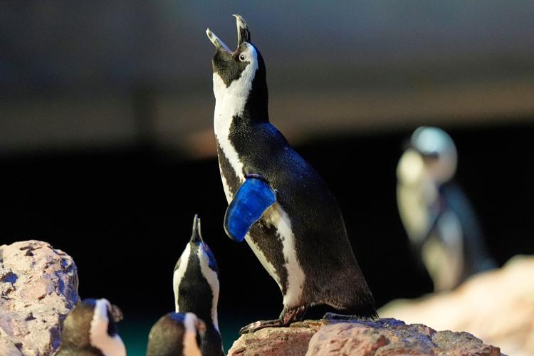 Penguins-Geriatric-Island