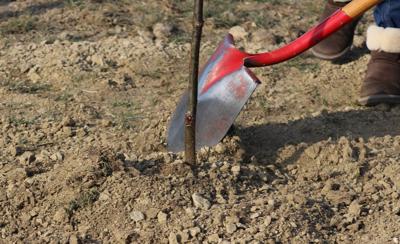 Gretna Arbor Society Tree Planting