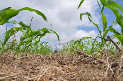 National group releases cover crop tool modeled after Iowa ‘batch and build’ program