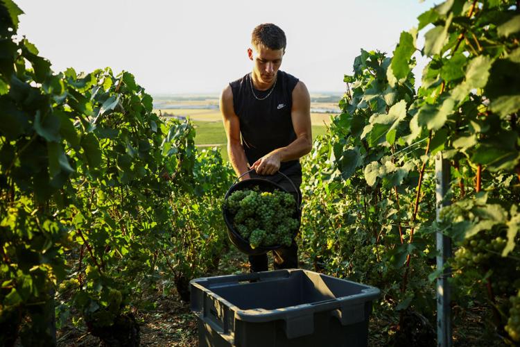 Heatwaves accelerate Champagne grape harvest in France
