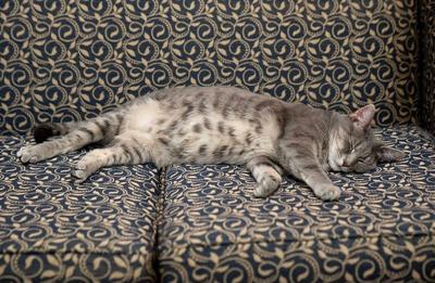 White House spotlights first pets on National Pet Day