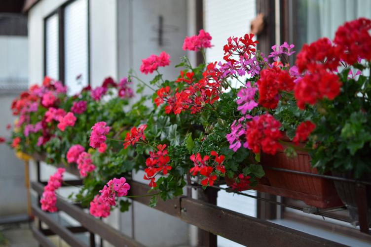 Geraniums