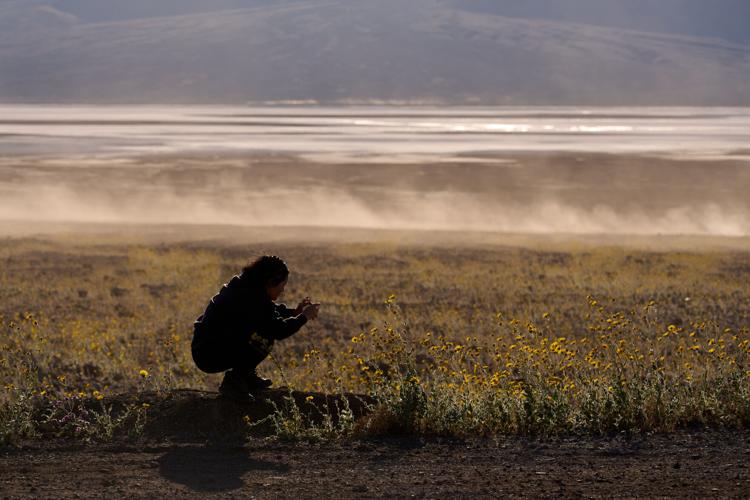 Death Valley Superbloom