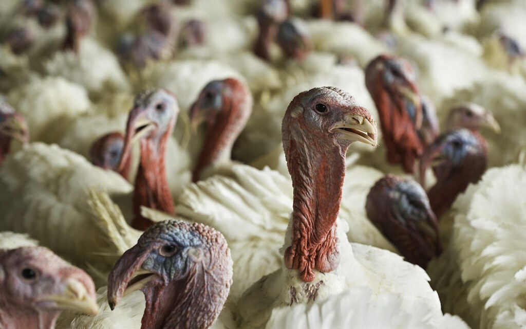 Bird flu detected in Iowa commercial flock for first time nearly a year