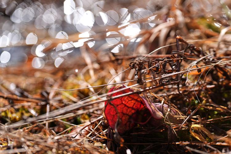 Climate Cranberry Bog Restoration