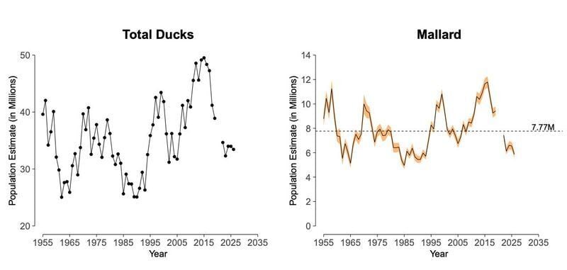 Graphs show estimates of total ducks (left) and mallards from 1955 to 2026 in the index area of North America.