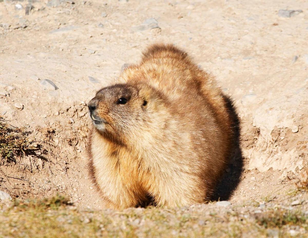 Teenage boy dies from bubonic plague after eating marmot