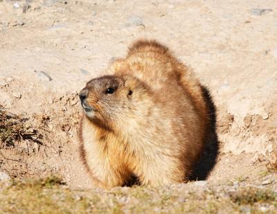 Teenage boy dies from bubonic plague after eating marmot