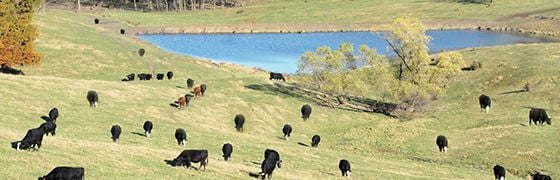 Cattle on the hillside with a pond in the background