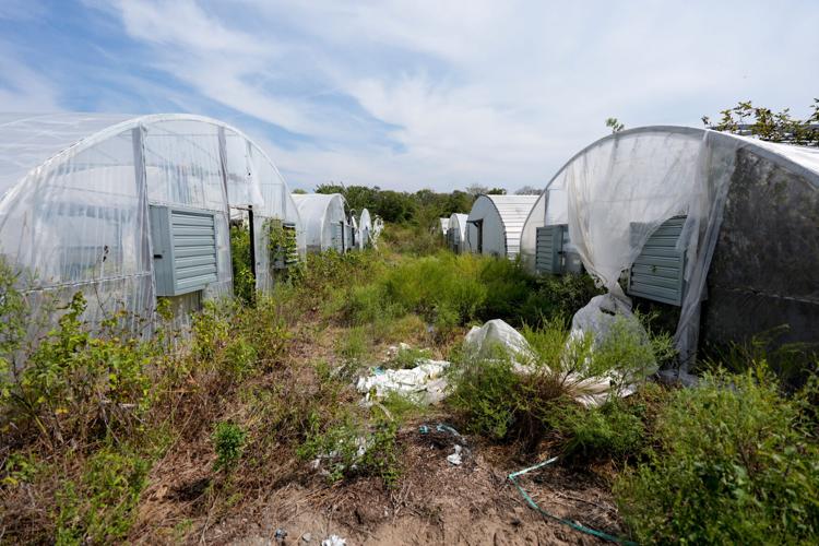 Officials believe rural Oklahoma is littered with thousands of a abandoned marijuana grows, often with chemicals and other hazardous materials left behind. Now they are grappling with what to do.