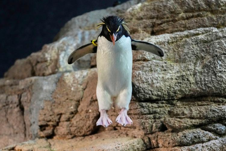 Penguins-Geriatric-Island