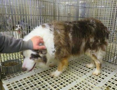 U.S. Department of Agriculture argues it’s not required to enforce Animal Welfare Act