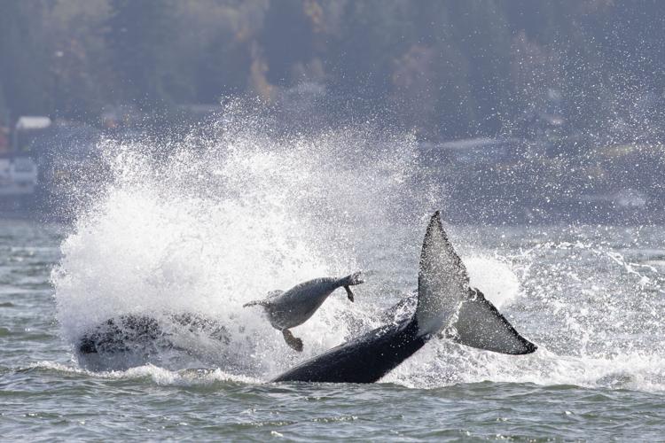 Seal Escapes Orca Hunt