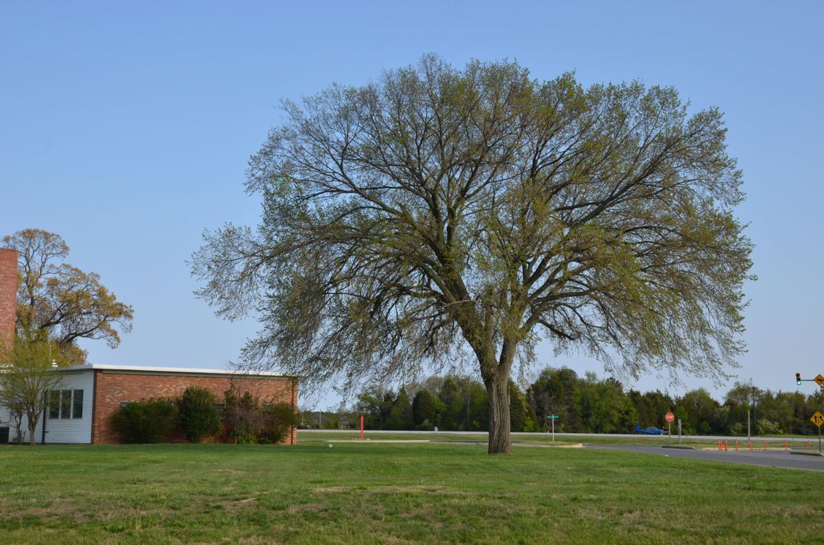 Pax River American Elm Tree May Help Save Species Local
