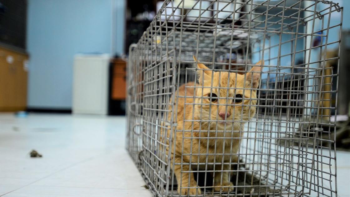 How Feeding Feral Cats Puts Pilots Lives In Danger Local Dcmilitary Com