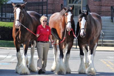 CLYDESDALES3