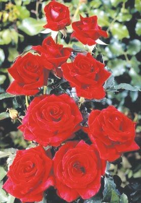 Column: With first thaw, everything's coming up roses | Features ...