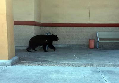 Bear sightings continue in Prescott