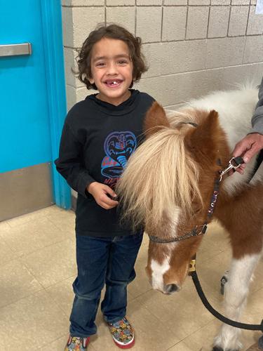 Horses With Heart trio of miniature horses reinforces Arizona Rangers ...