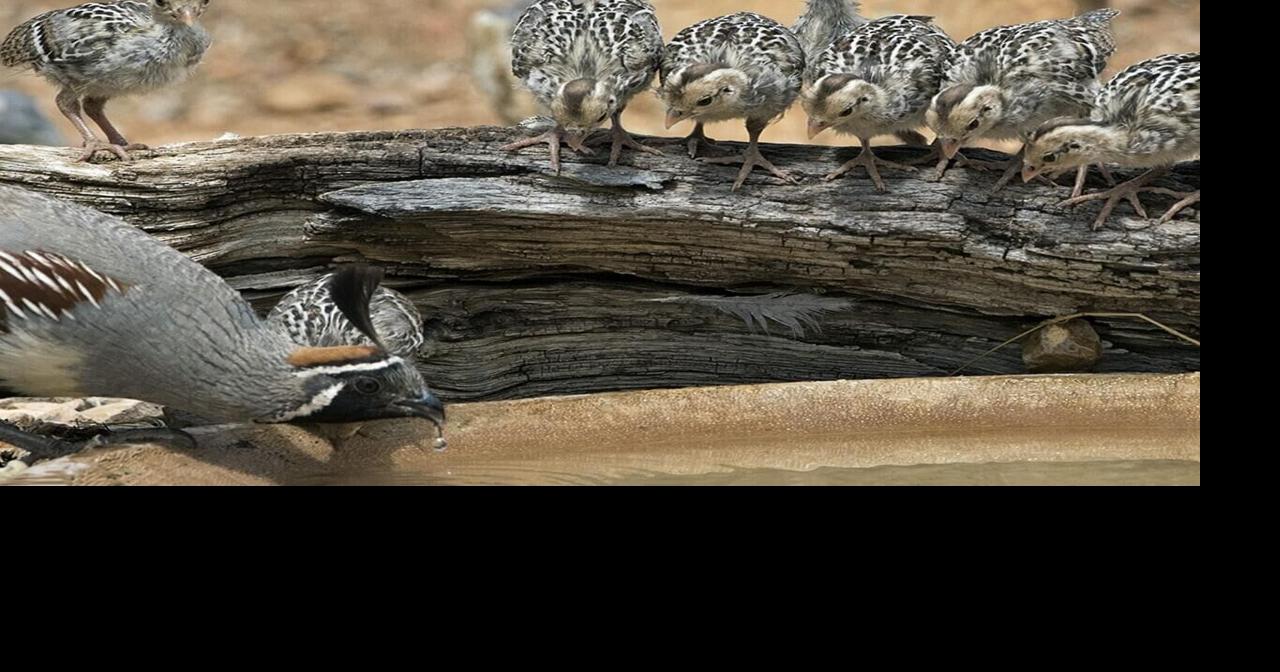 Birding: Baby Quail—large clutch size, low survival rate