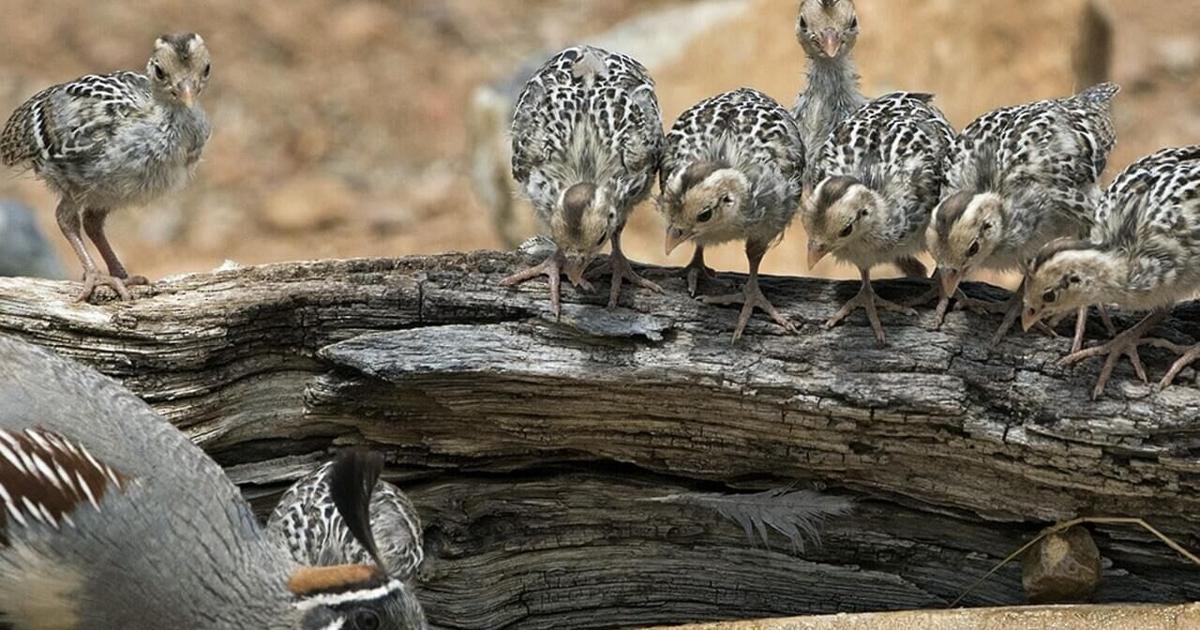 Birding: Baby Quail—large clutch size, low survival rate
