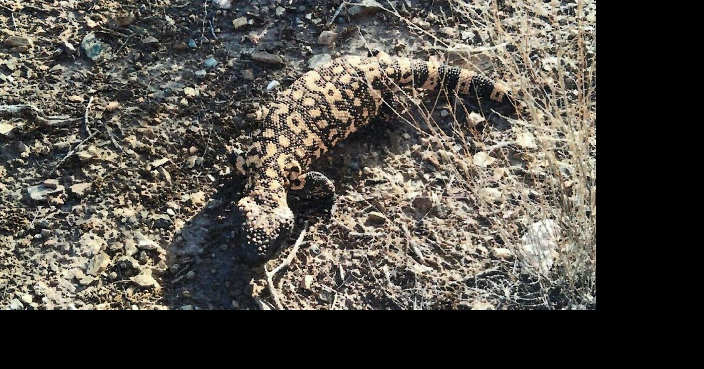 Hiking Arizona: Gila Monster encounters | Sports | dcourier.com