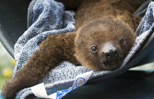Baby sloth born at German zoo | Photo Galleries | dcourier.com