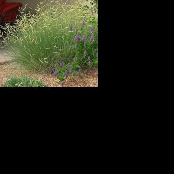 Column: Plan before you plant your hassle-free landscape | Features ...