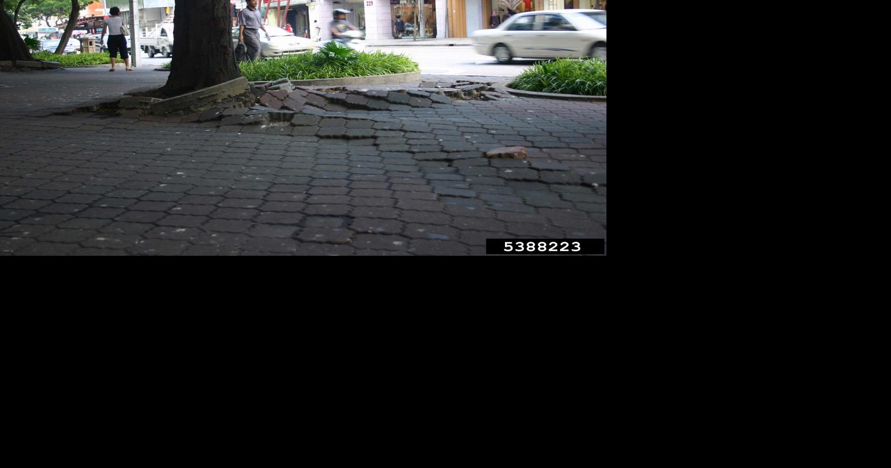 How to correct aggressive tree roots | Features | dcourier.com