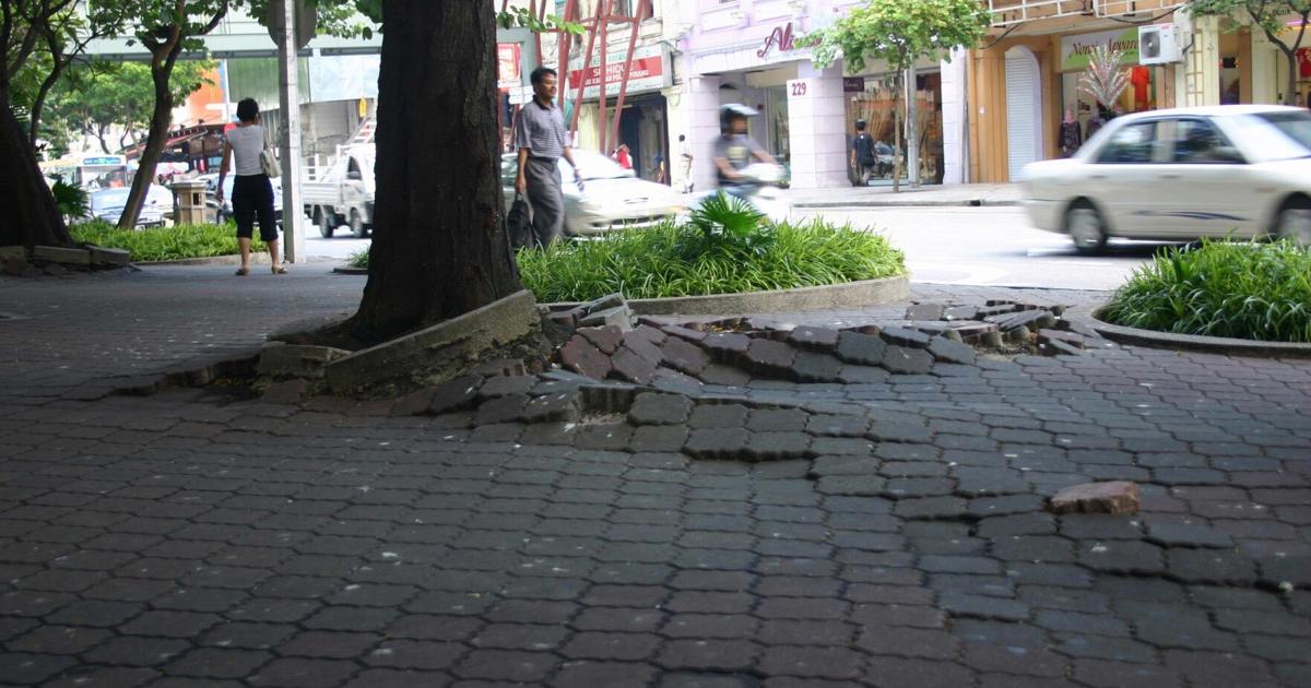 How to correct aggressive tree roots | Features | dcourier.com