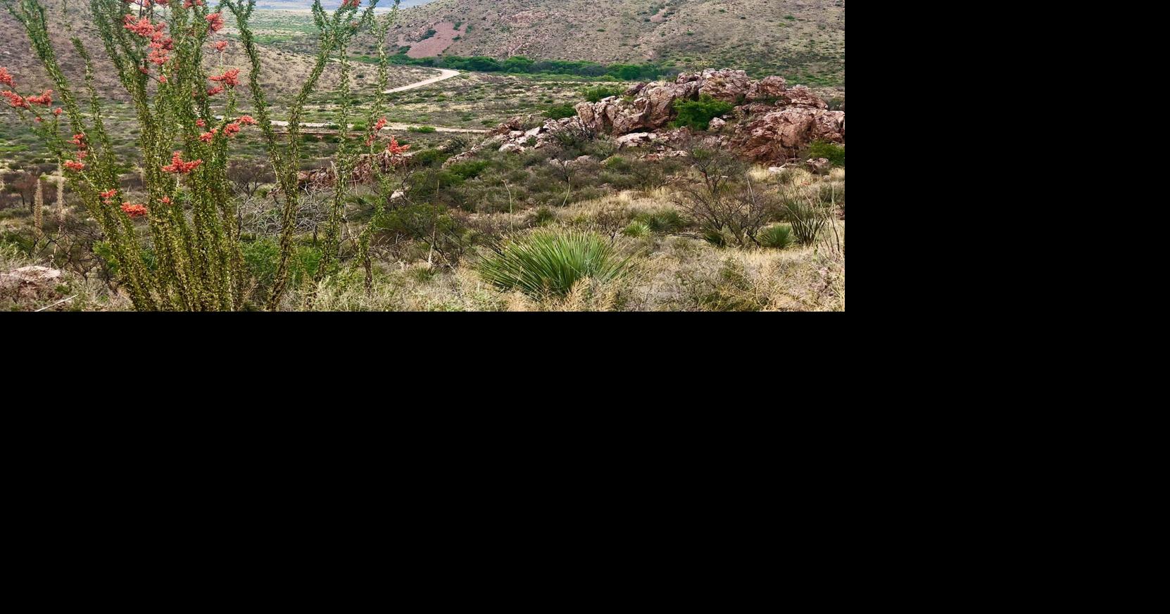 Southern Arizona ranches find new life as conservation areas | News ...