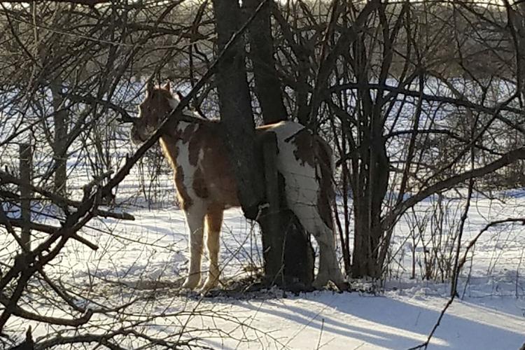 Indiana town marshal rescues horse that got stuck in tree Odd