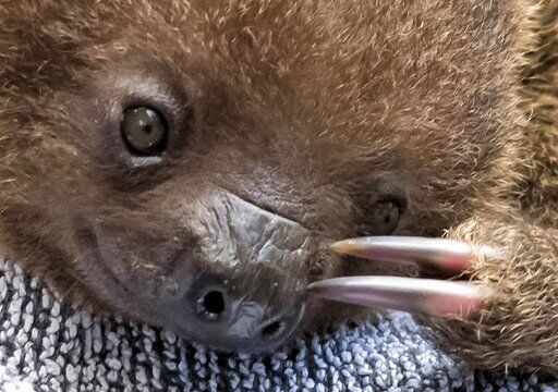 Baby sloth born at German zoo | Photo Galleries | dcourier.com