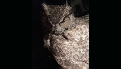 Woman stuck in car after trying to help owl near Tucson | Odd ...