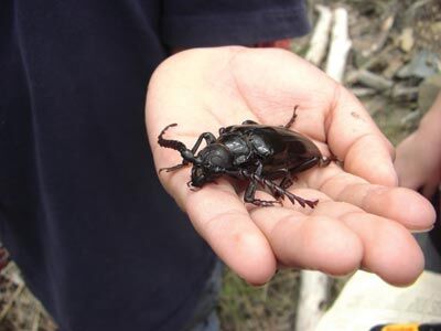 Bigay Insect Bug-a-Boo Bliss teaches kids about insects | News | dcourier.com