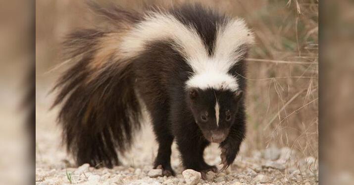 Skunk in bed: Connecticut boy gets stinky wakeup | Odd & Interesting ...