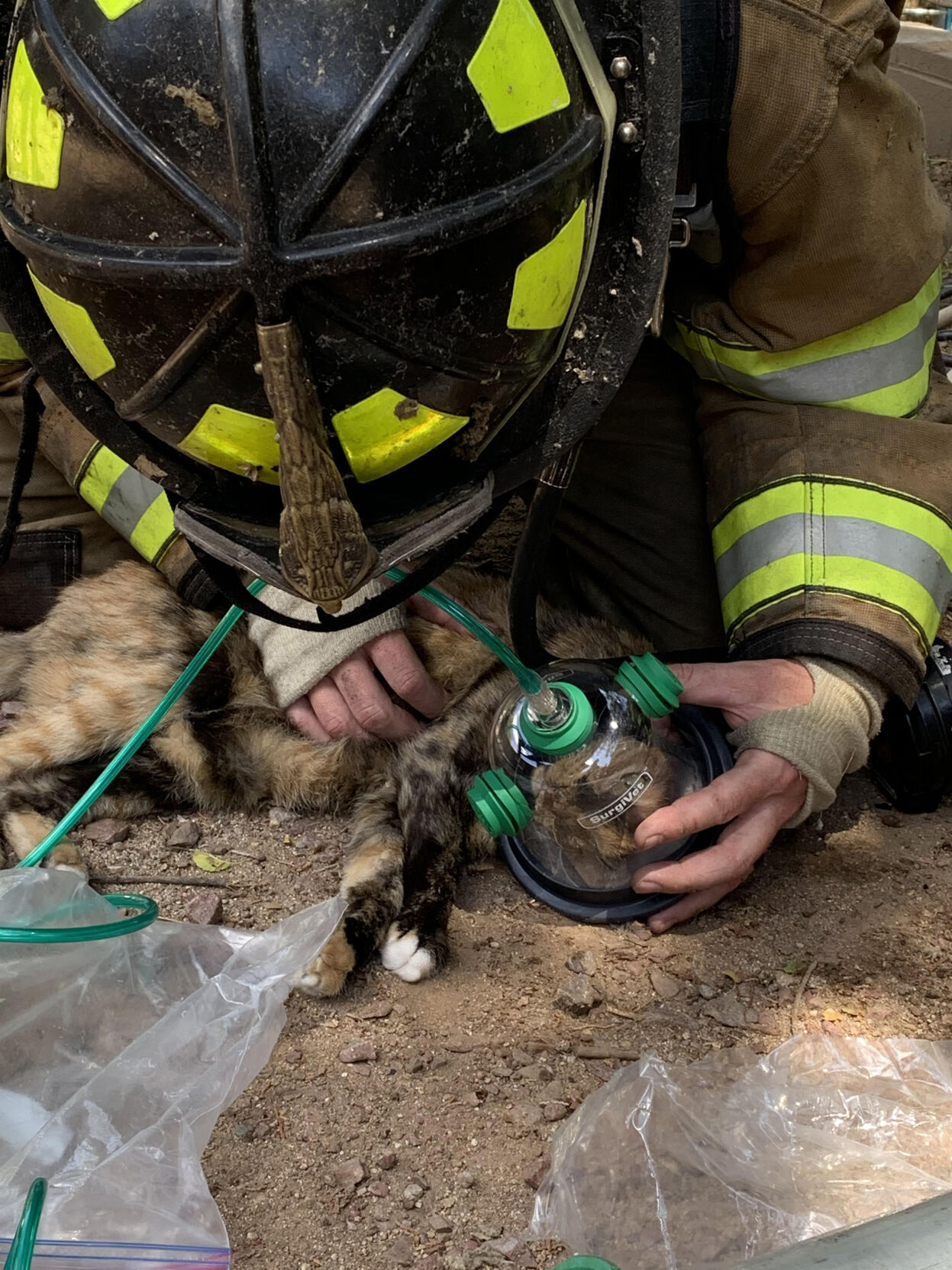 Firefighters use littleknown ‘Fido Bags’ to save two cats pulled