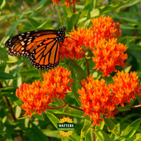 The Mountain Gardener: Flutterfest: summer flowers that attract many butterflies