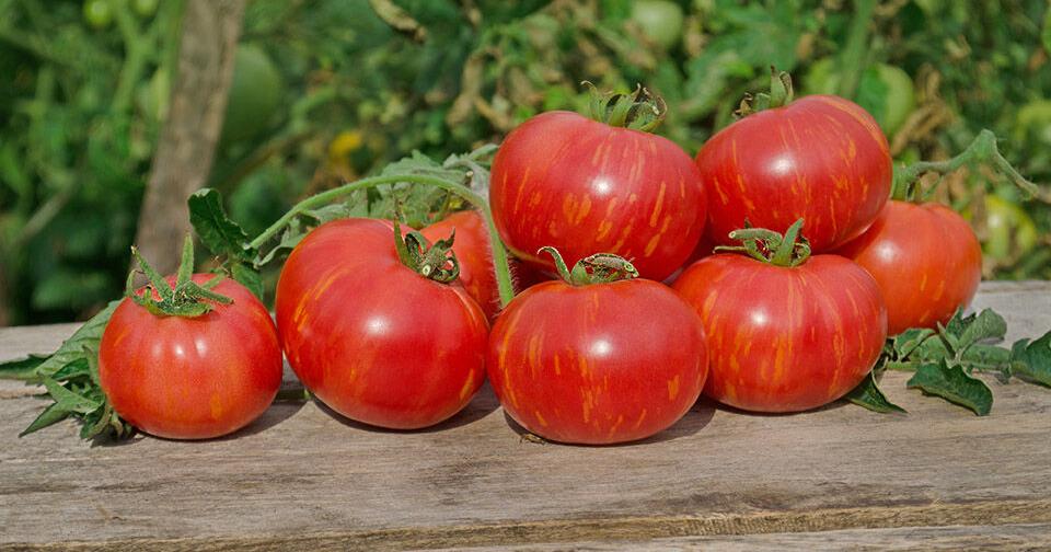 Harvesting red and green tomatoes Features dcourier com