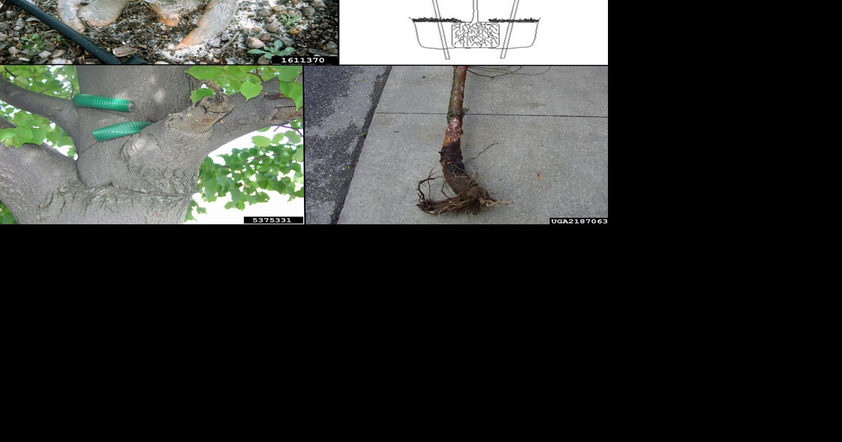 Backyard Gardener: Tree failures and how to avoid them | Features ...