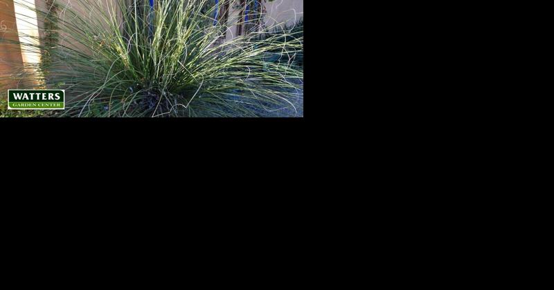 The Mountain Gardener: Southwest to life: 8 stunning plants for a native landscape - Vimarsana News