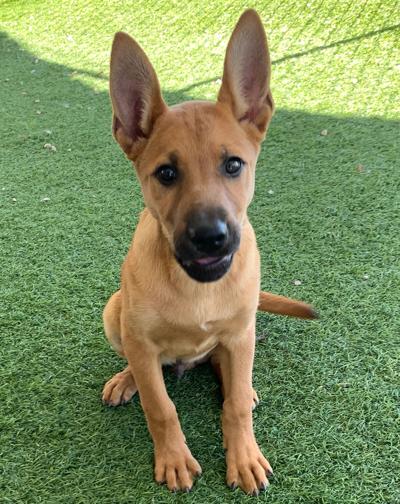 Pet of the Week: Clue (Chino Valley Animal Shelter) Chino Valley