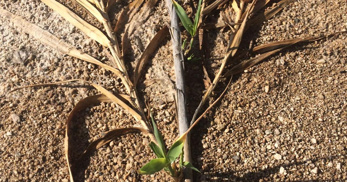 Efforts to remove invasive giant reed in Arizona rivers and lakes ...
