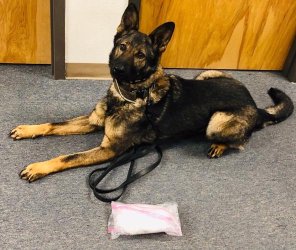 Newest YCSO K9 ‘Haddie’ helps find pound of meth during traffic stop ...