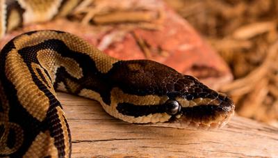 Suburban St. Louis woman finds python in the pantry | Odd & Interesting ...