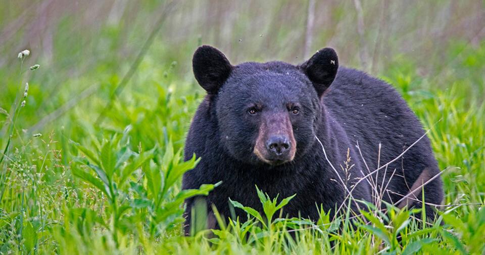 Breaking: Black Bear spotted west of Granville development captured by Arizona Fish and Game Department - Vimarsana News