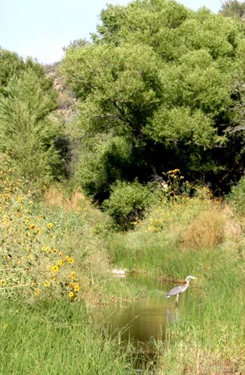 Agua Fria Shows Remarkable Recovery After Blm Erects Fence 