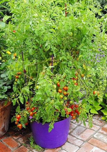 ‘Determinate’ and ‘Indeterminate’ tomato varieties? | Features | dcourier.com