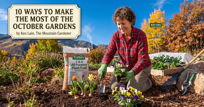 The Mountain Gardener: 10 ways to make the most of the October gardens