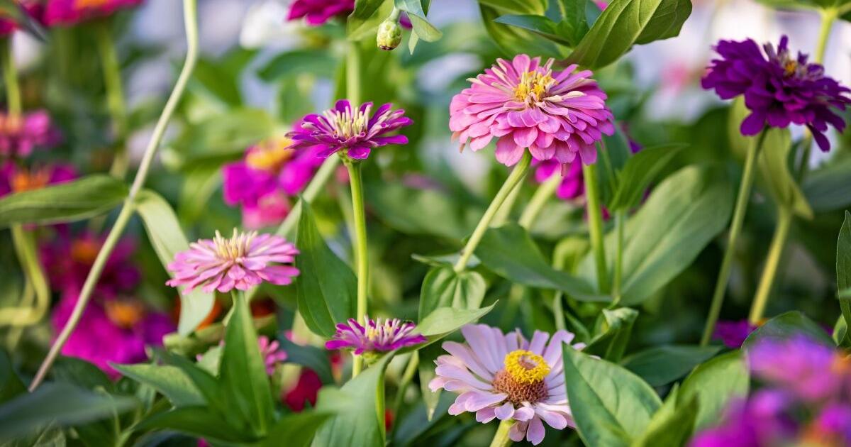 3 to See: Bright flowers, best friends and brooding forests